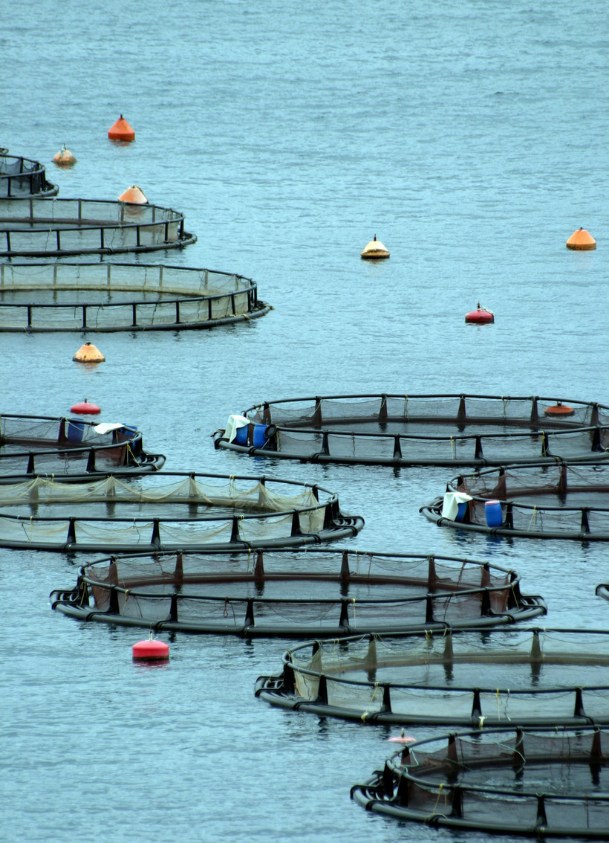 sustainable fisheries image